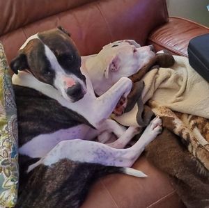 Ashley Gasper Bundle